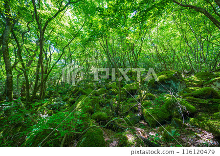 [苔蘚的名勝] Yamainudake [上勝町] 116120479