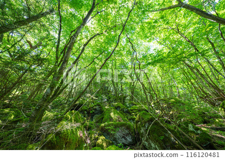 [Famous place for moss] Yamainudake [Kamikatsu Town] 116120481