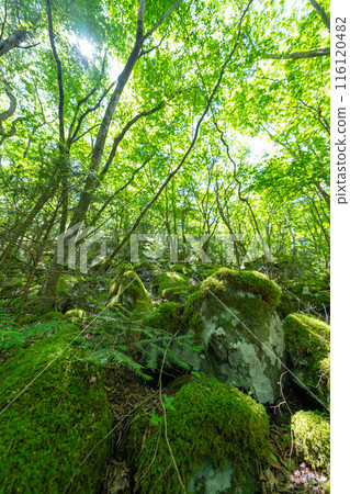 [Famous place for moss] Yamainudake [Kamikatsu Town] 116120482