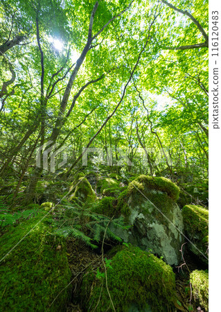 [苔蘚的名勝] Yamainudake [上勝町] 116120483
