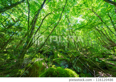 [Famous place for moss] Yamainudake [Kamikatsu Town] 116120486