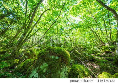 [苔蘚的名勝] Yamainudake [上勝町] 116120488