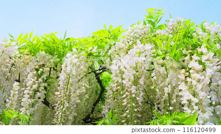 白紫藤花的美景(足利花卉公園) 白紫藤花的美景(足利花卉公園) 116120499