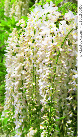 白紫藤花的美景（足利花卉公園） 116120500