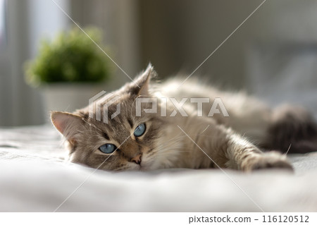 White cat with blue eyes is lying on a bed and looking at the camera White cat with blue eyes is lying on a bed and looking at the camera 116120512