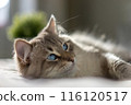 White cat with blue eyes is lying on a bed 116120517