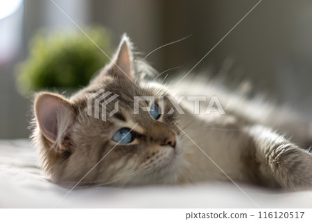 White cat with blue eyes is lying on a bed 116120517