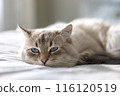 White cat with blue eyes is lying on a bed and looking at the camera 116120519