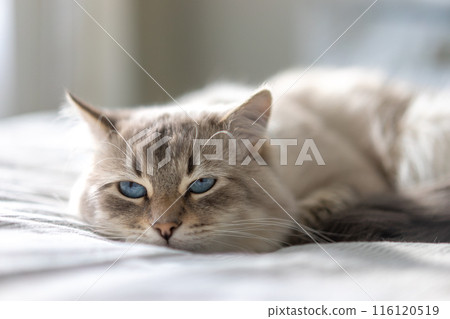 White cat with blue eyes is lying on a bed and looking at the camera White cat with blue eyes is lying on a bed and looking at the camera 116120519