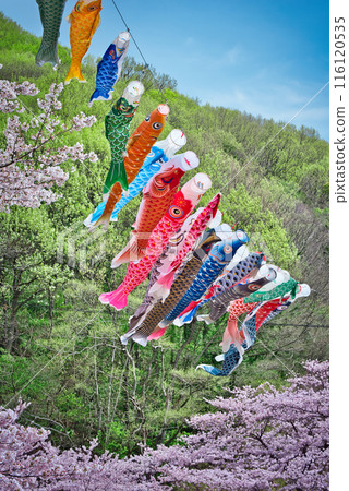 Cherry Blossoms and Carp streamers Cherry Blossoms and Carp streamers 116120535