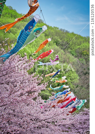 Cherry Blossoms and Carp streamers 116120536