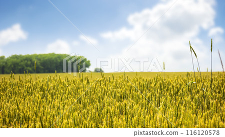 wheat field on a sunny summer day. rural landscape of slovakia. european agricultural background wheat field on a sunny summer day. rural landscape of slovakia. european agricultural background 116120578