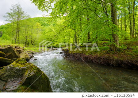 rapid water stream winding through the beech forest. landscape with mossy boulders and trees on the shore of a river. spring scenery in carpathian mountains rapid water stream winding through the beech forest. landscape with mossy boulders and trees on the shore of a river. spring scenery in carpathian mountains 116120584