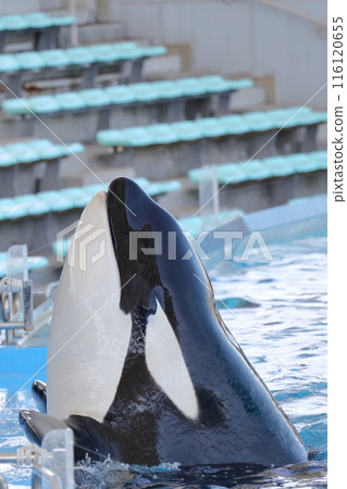 虎鯨海洋之王 116120655