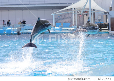 Dolphin jump 116120665