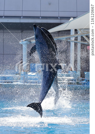 Dolphin jump Dolphin jump 116120667