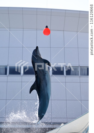 Dolphin jump 116120668