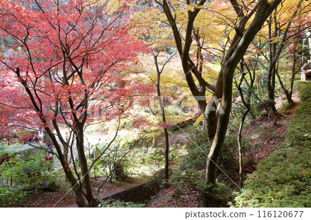 Temple during autumn leaves Temple during autumn leaves 116120677