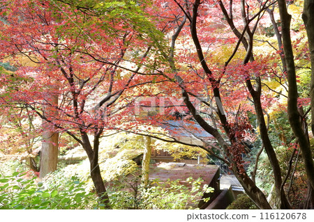 Temple during autumn leaves Temple during autumn leaves 116120678