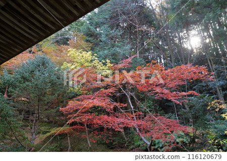 在秋葉期間的寺廟 116120679