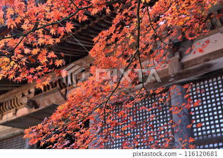 Temple during autumn leaves 116120681