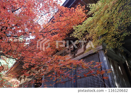 在秋葉期間的寺廟 116120682