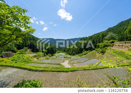 [Tokushima] Kashihara Rice Terraces [Kamikatsu Town] 116120756