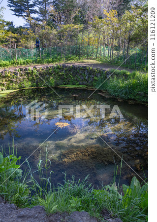 The blue sky reflected on the water surface of Oshino Hakkai (Yamanashi Prefecture) 116121209