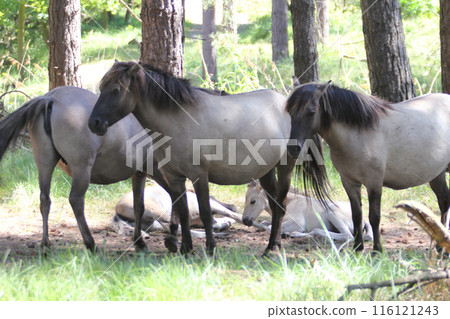 Konik Konik 116121243