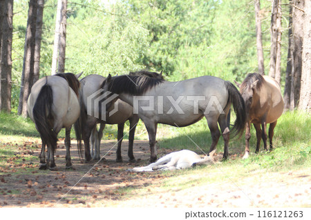 Konik Konik 116121263