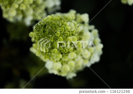 closeup hydrangea. Beautiful natural background with delicate white hydrangea flowers in landscape design. Flowers in the garden closeup hydrangea. Beautiful natural background with delicate white hydrangea flowers in landscape design. Flowers in the garden 116121298