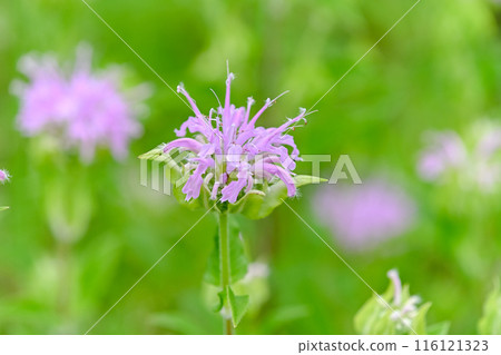 Bergamot Bergamot 116121323