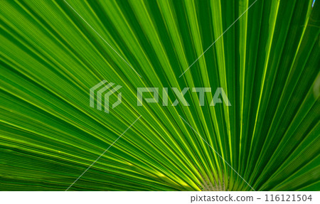 palm leaf as a background for photos 7 116121504
