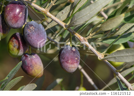 black fresh olives on olive tree branches 116121512