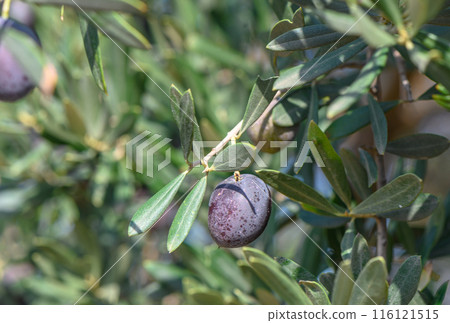 black fresh olives on olive tree branches 116121515