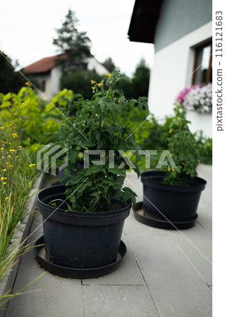 Tomato seedling plant growing. Young cherry tomato seedling is irrigated with rainwater on blurry sunny summer background.  116121683
