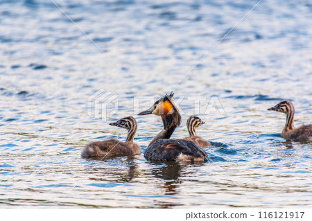 The waterfowl bird, great crested grebe with chick, swimming in the lake. The waterfowl bird, great crested grebe with chick, swimming in the lake. 116121917