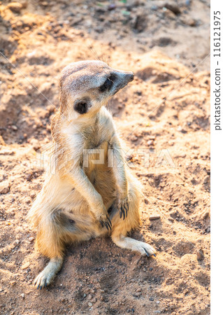 Meerkat, Suricata suricatta, on hind legs. Portrait of meerkat standing on hind legs with alert expression. Portrait of a funny meerkat sitting on its hind legs. Meerkat, Suricata suricatta, on hind legs. Portrait of meerkat standing on hind legs with alert expression. Portrait of a funny meerkat sitting on its hind legs. 116121975