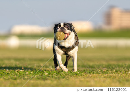 Boston terrier playing with a ball 116122001