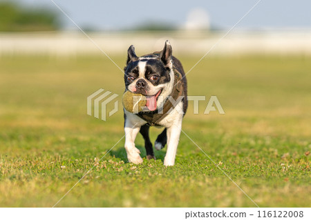 波士頓梗犬玩球 波士頓梗犬玩球 116122008