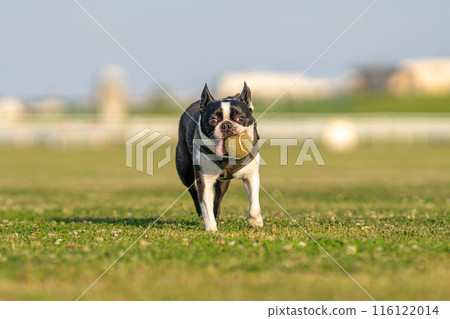 Boston terrier playing with a ball 116122014