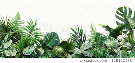 Tropical Green Leaves on White Background , with copy space Tropical Green Leaves on White Background , with copy space 116122178