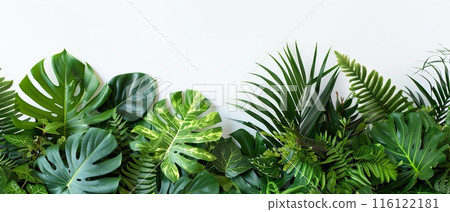 Tropical Green Leaves on White Background , with copy space 116122181