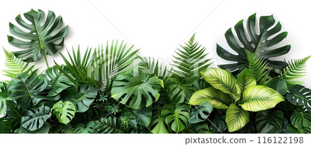 Tropical Green Leaves on White Background , with copy space 116122198