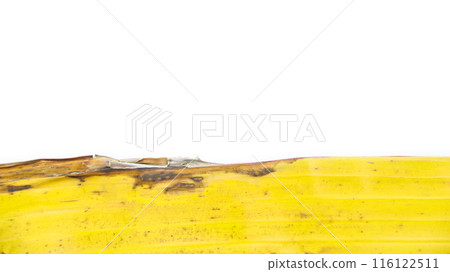 A close-up isolated photograph of a yellowing banana leaf, nearly dry, on a white background. A close-up isolated photograph of a yellowing banana leaf, nearly dry, on a white background. 116122511