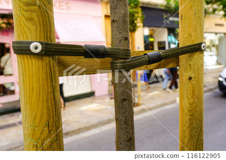 A thin tree seedling is tied with two rubber ties to two interconnected wooden stakes for supporting 116122905