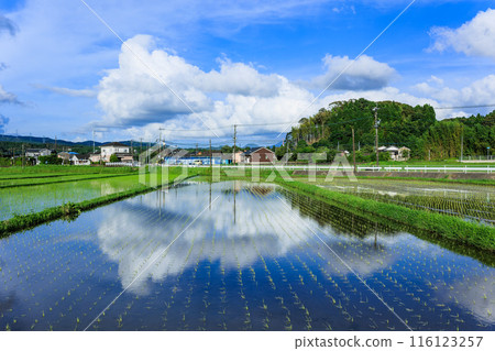 Rice fields and blue sky in Isa City, Kagoshima Prefecture Rice fields and blue sky in Isa City, Kagoshima Prefecture 116123257