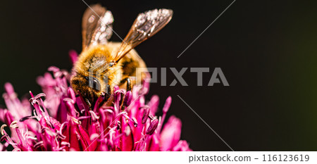 A detailed view of a honey bee pollinating a garlic flower in a lush garden A detailed view of a honey bee pollinating a garlic flower in a lush garden 116123619