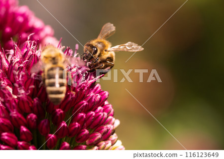 Observing bees pollinating garlic flowers in their natural environment is truly captivating Observing bees pollinating garlic flowers in their natural environment is truly captivating 116123649