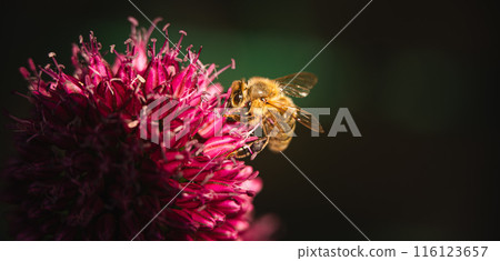 A closeup image depicting a honeybee pollinating a vibrant garlic flower under natural light A closeup image depicting a honeybee pollinating a vibrant garlic flower under natural light 116123657